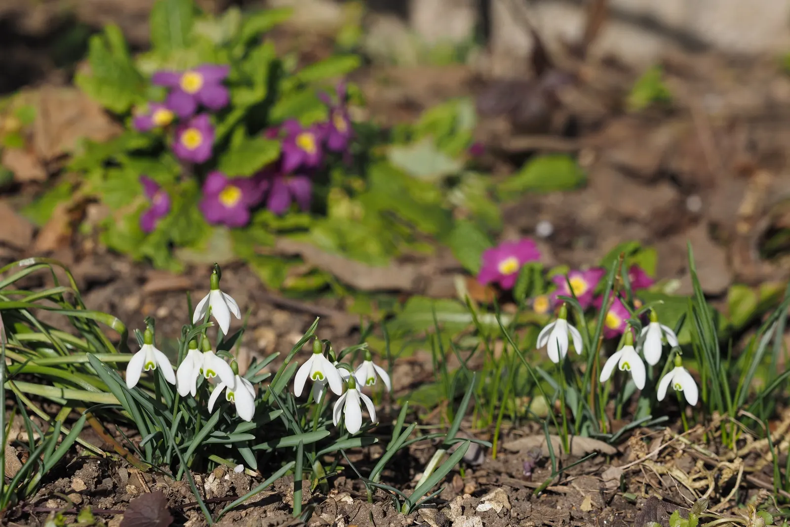 Snow Drop (Galanthus Nivalis) — and its role in a landscape transcends mere aesthetics by supporting the local ecosystem; the Snowdrop (Galanthus, image 72