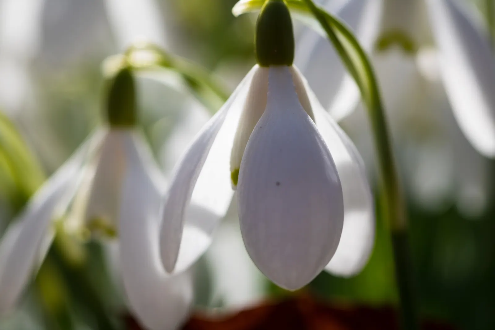 Snow Drop (Galanthus Nivalis) — Each bulb produces a singular flower stalk that stands approximately 3-6 inches in height; making them ideal for woodland