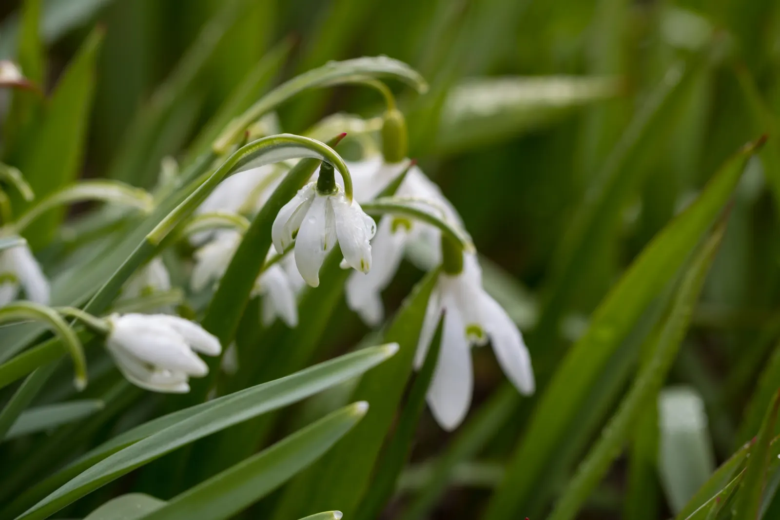 Snow Drop (Galanthus Nivalis) — As a cold-hardy plant, they can tolerate temperatures down to USDA Hardiness Zones 3-7; white flowers in the garden