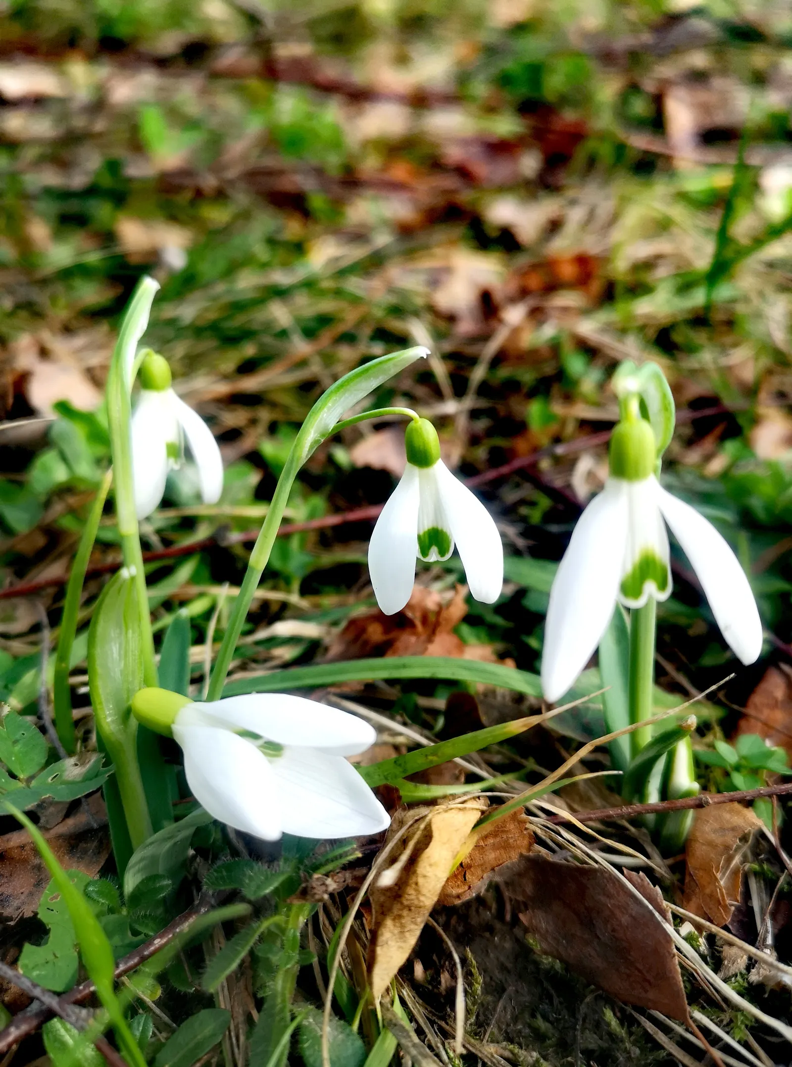 Snow Drop (Galanthus Nivalis) — scientifically named Galanthus nivalis; galanthus nivalis offers early-season nectar for pollinators, image 132