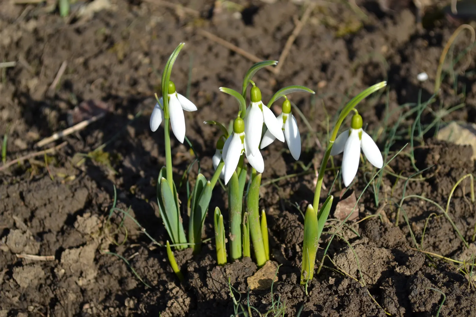 Snow Drop (Galanthus Nivalis) — humus-rich soils and thrive in partial to full shade; they are renowned for their distinctive nodding white flowers, image 116