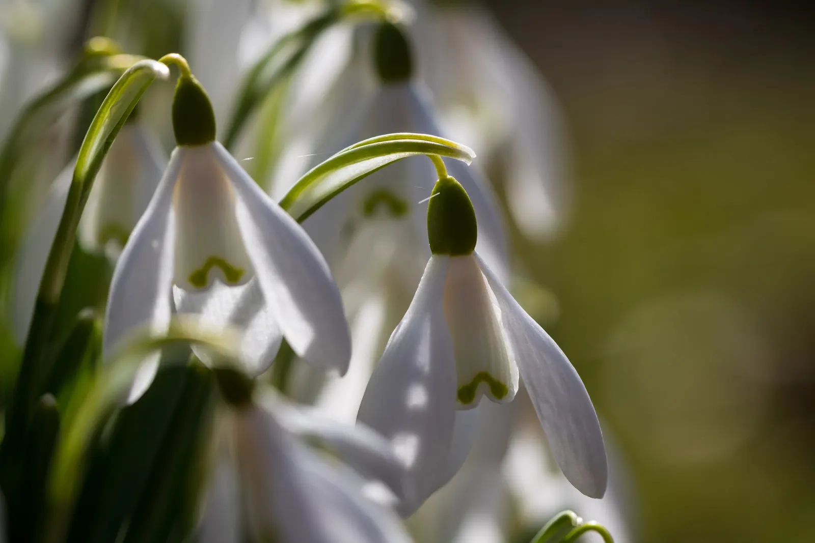 Snow Drop (Galanthus Nivalis) — Reaching 3-6 inches in height, each stem supports a solitary drooping bloom; as a cold-hardy plant, they can, image 53