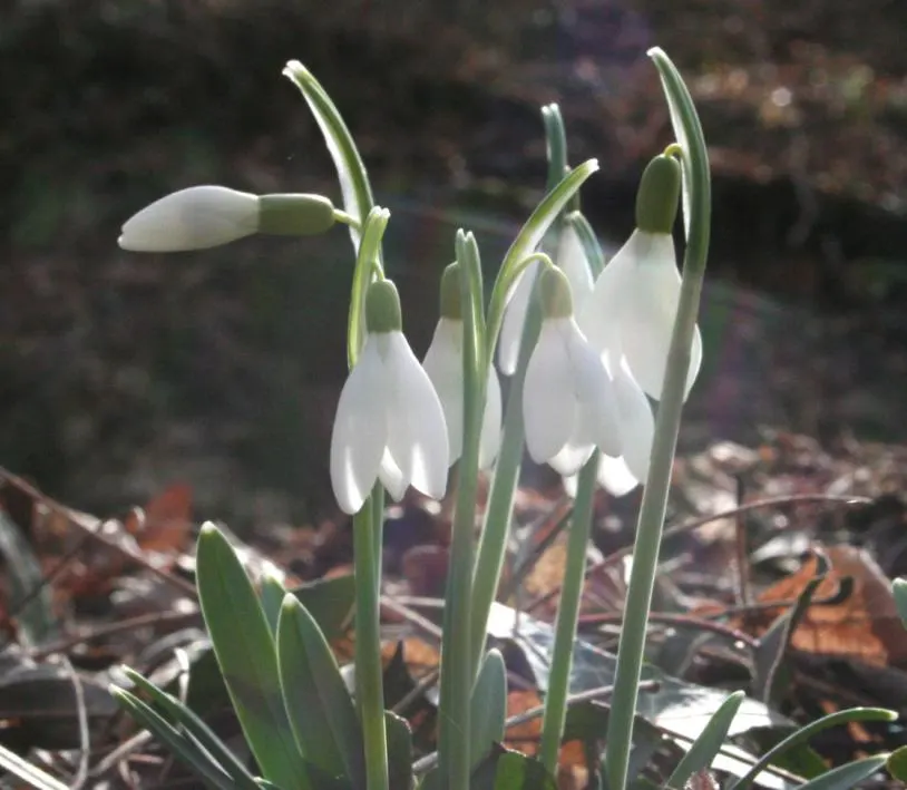 Snow Drop (Galanthus Nivalis) — bulb with white blooms; snowdrops prefer well-drained, image 124