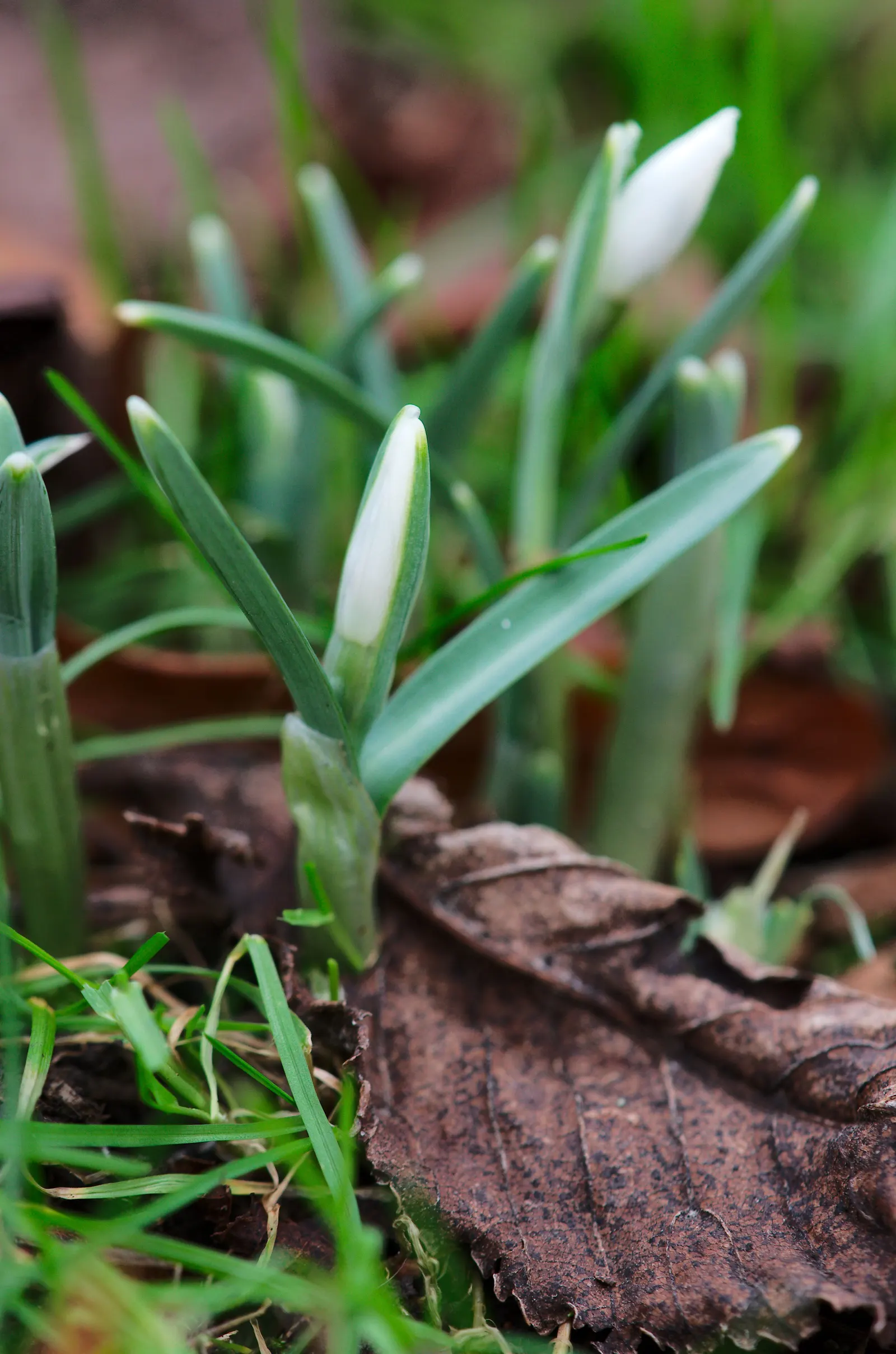 Snow Drop (Galanthus Nivalis) — nivalis consists of two or three basal leaves, narrow and grayish-green, stretching 3-5 inches in length; allowing, image 64