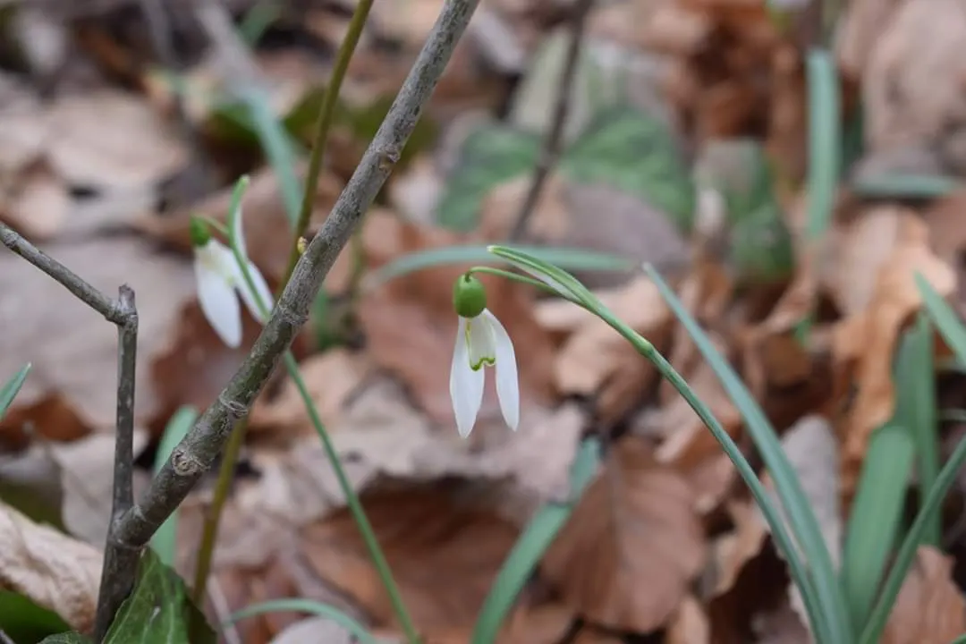 Snow Drop (Galanthus Nivalis) — They are renowned for their distinctive nodding white flowers that are a harbinger of spring; each bulb produces a, image 59