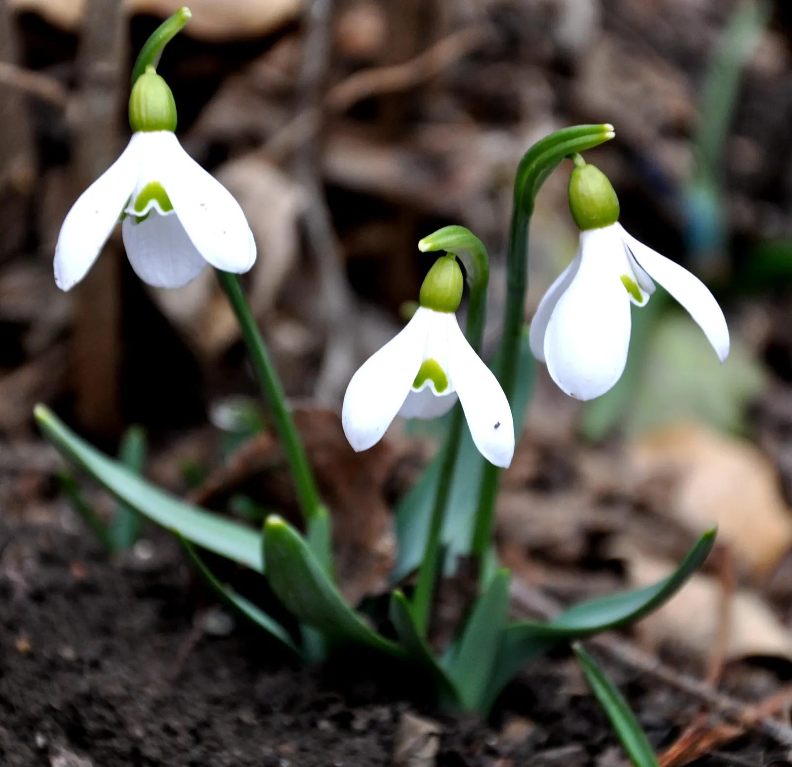 Snow Drop (Galanthus Nivalis) — Galanthus nivalis offers early-season nectar for pollinators; they are best planted in fall, image 71