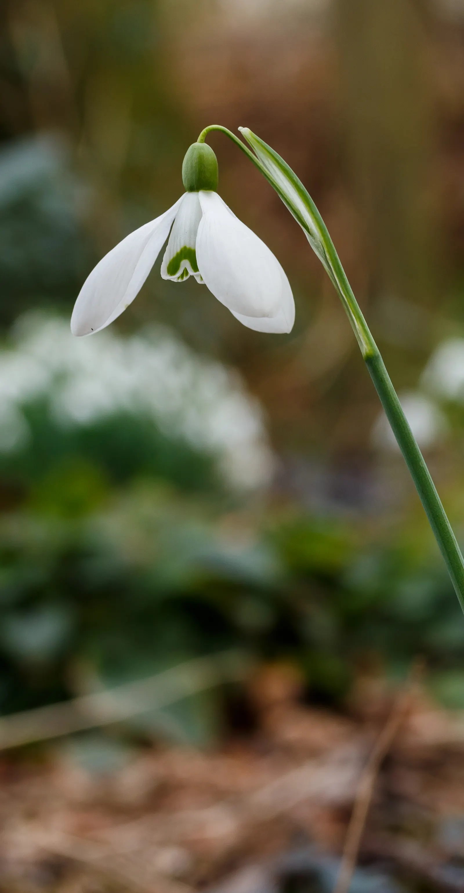 Snow Drop (Galanthus Nivalis) — bulb with white blooms