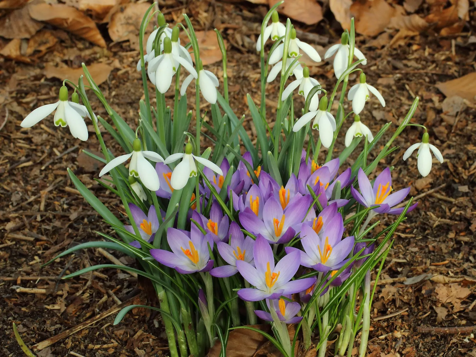 Snow Drop (Galanthus Nivalis) — They are renowned for their distinctive nodding white flowers that are a harbinger of spring