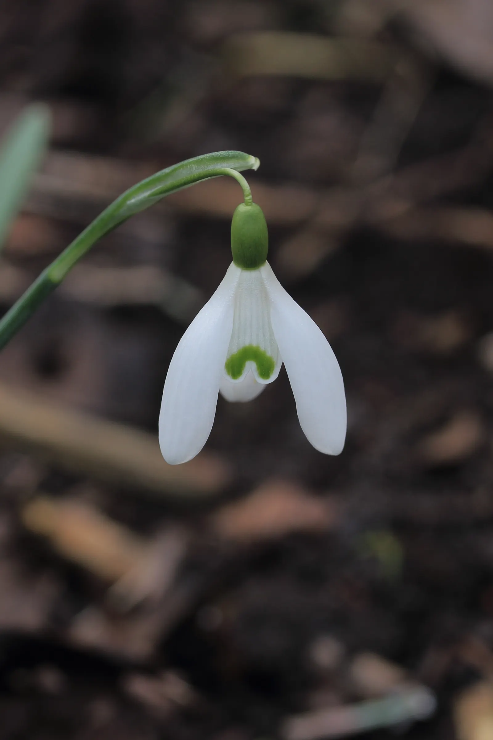 Snow Drop (Galanthus Nivalis) — Snowdrops prefer well-drained
