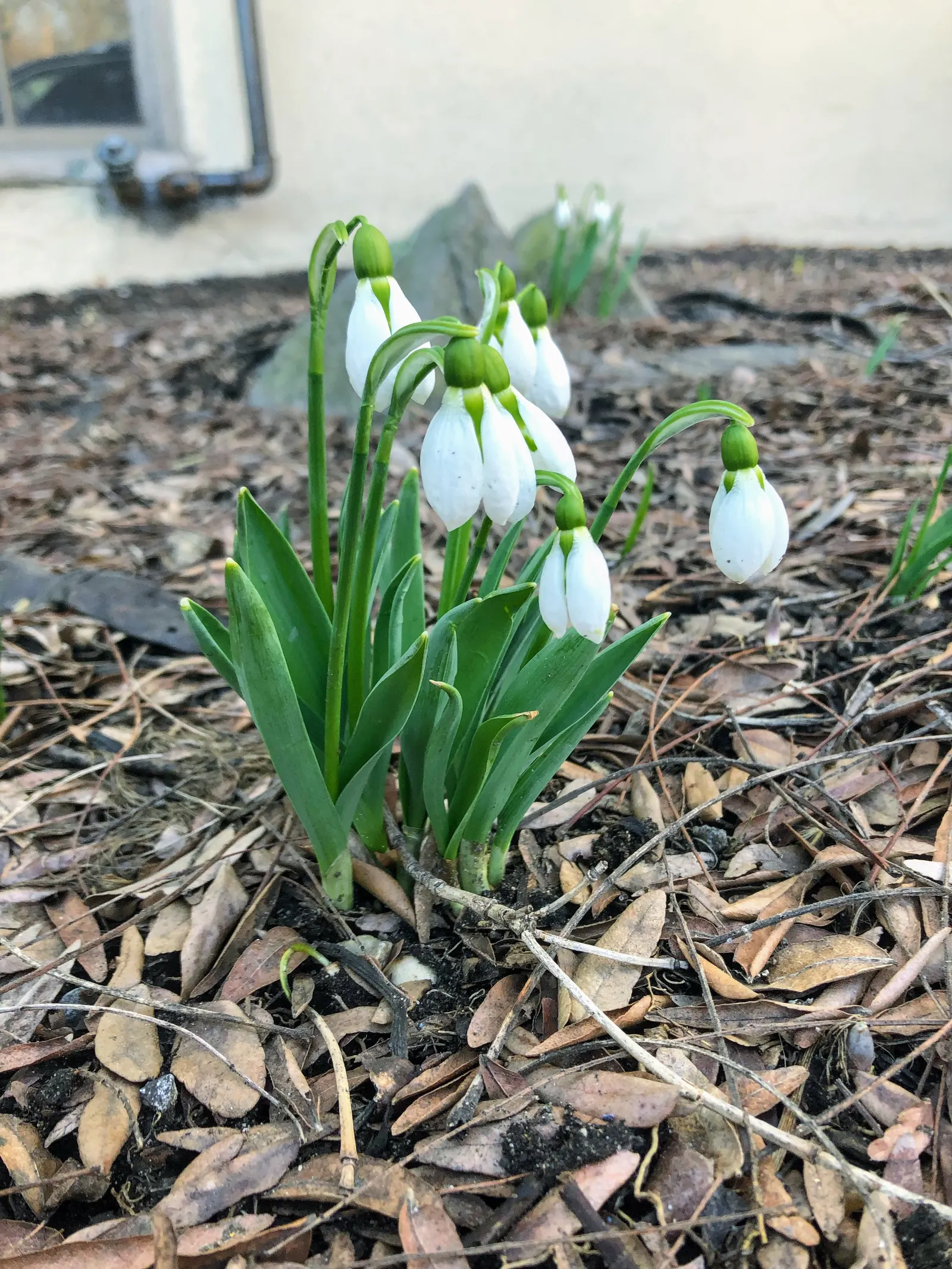 Snow Drop (Galanthus Nivalis) — Galanthus nivalis offers early-season nectar for pollinators; they are best planted in fall, image 96