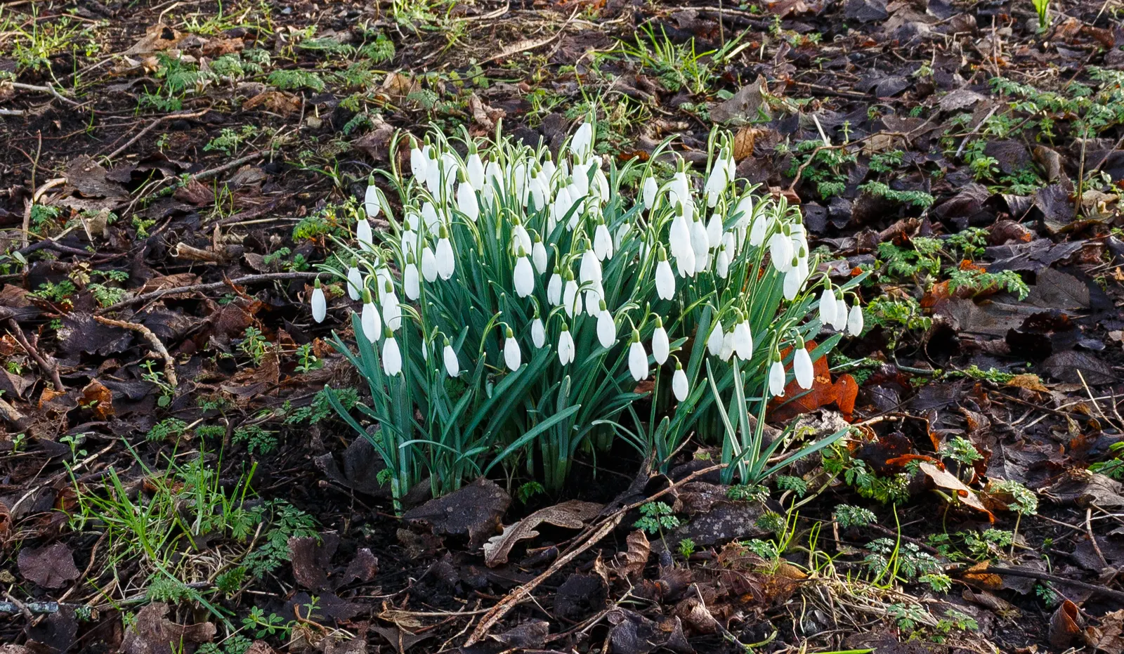 Snow Drop (Galanthus Nivalis) — They are renowned for their distinctive nodding white flowers that are a harbinger of spring; each bulb produces a, image 84