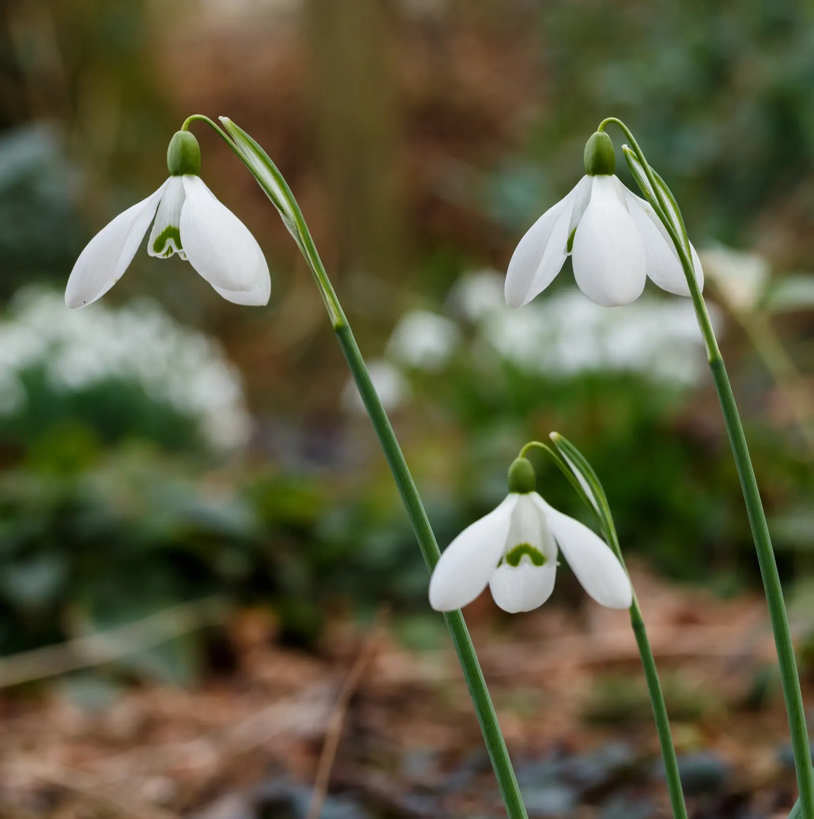 Snow Drop (Galanthus Nivalis) — making them ideal for woodland gardens or naturalized areas; humus-rich soils and thrive in partial to full shade, image 92