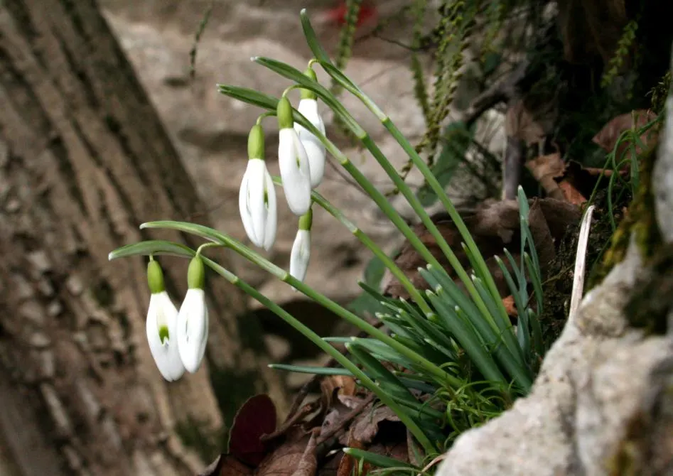 Snow Drop (Galanthus Nivalis) — making them ideal for woodland gardens or naturalized areas; humus-rich soils and thrive in partial to full shade, image 67