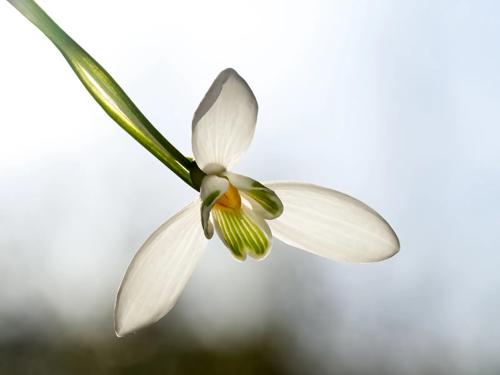 Snow Drop (Galanthus Nivalis) — Reaching 3-6 inches in height, each stem supports a solitary drooping bloom; as a cold-hardy plant, they can, image 103