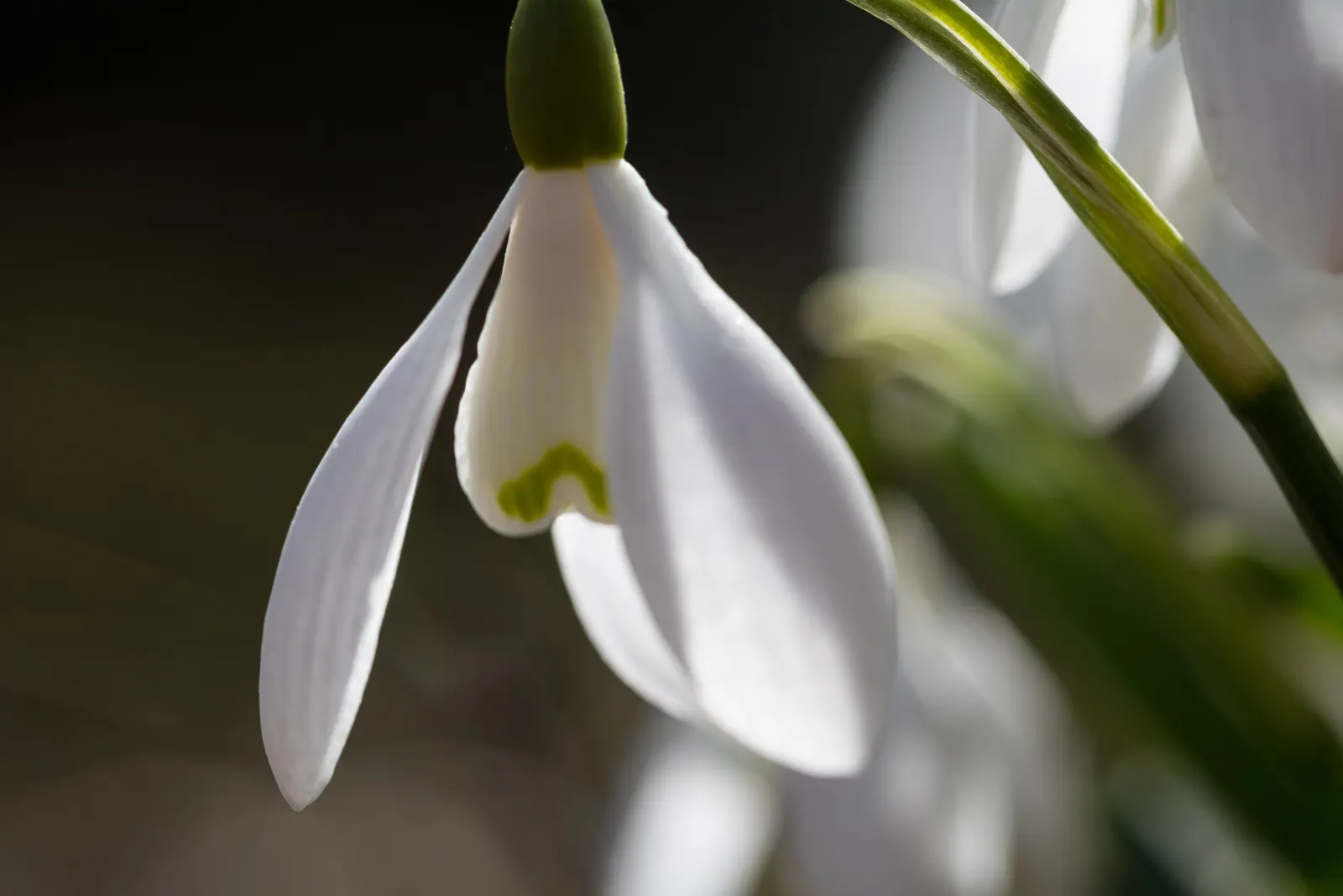 Snow Drop (Galanthus Nivalis) — Its slender, glaucous leaves emerge amidst cold weather, often through snow; bulb for full or half