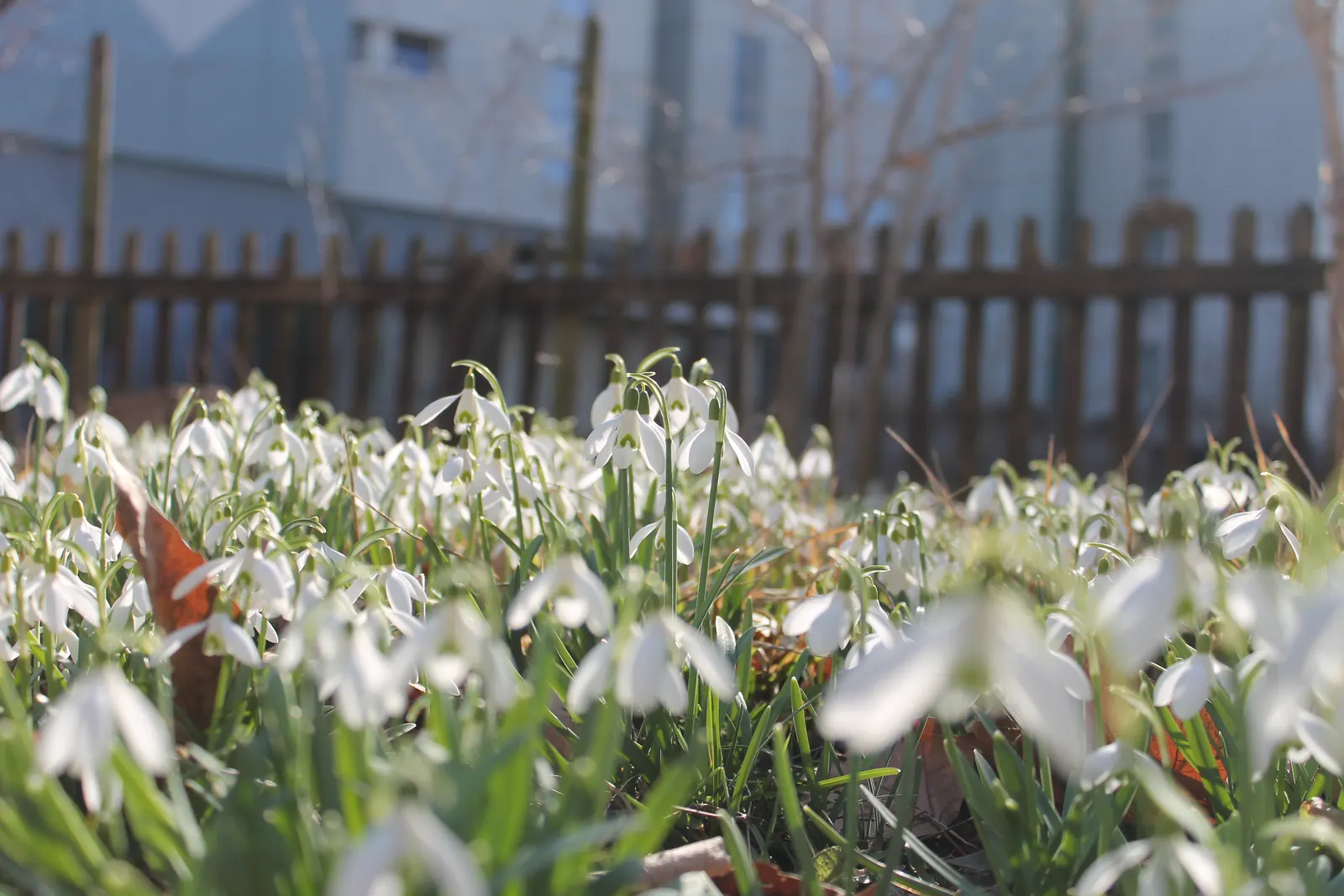 Snow Drop (Galanthus Nivalis) — Each bulb produces a singular flower stalk that stands approximately 3-6 inches in height; making them ideal for, image 60