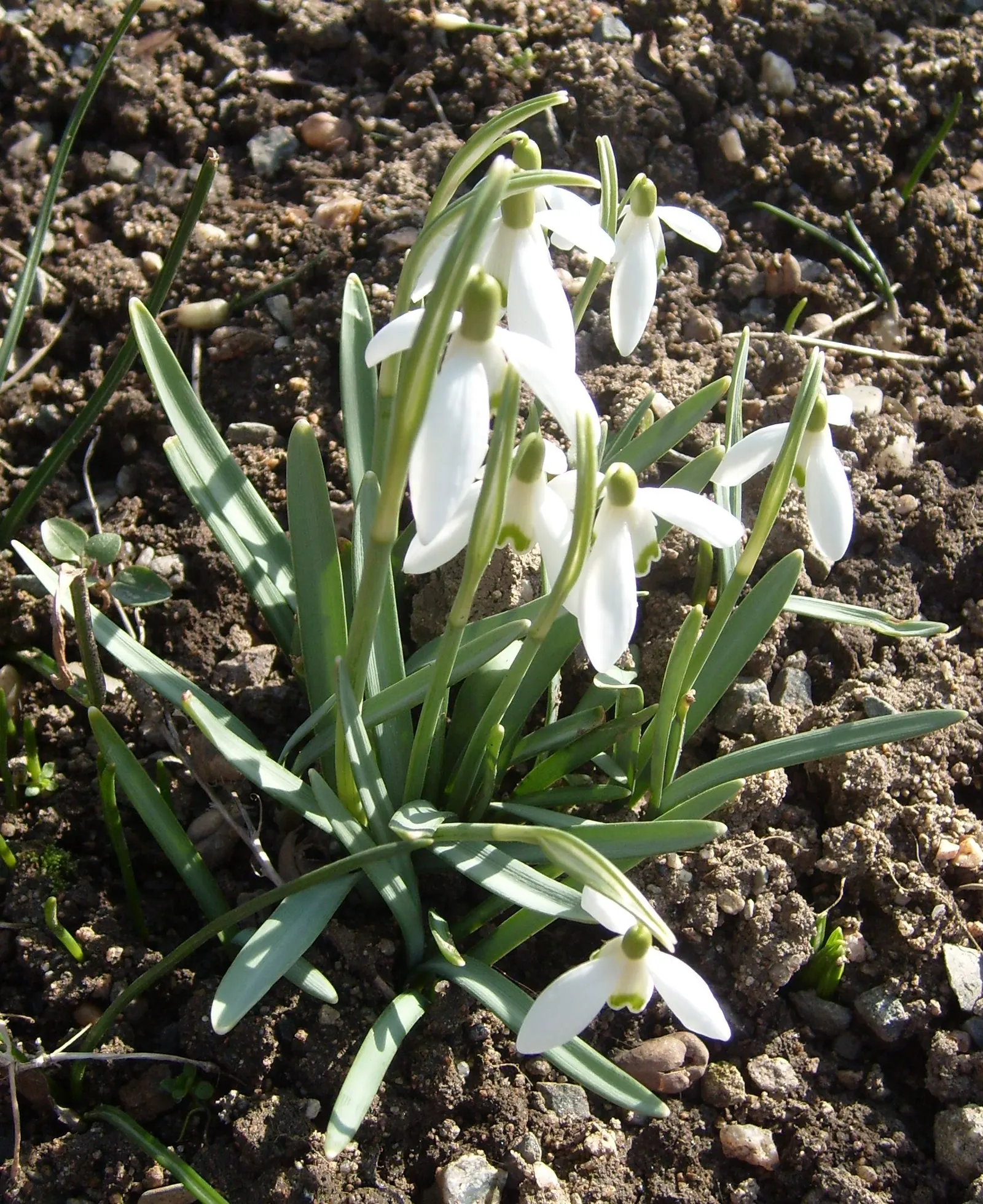 Snow Drop (Galanthus Nivalis) — scientifically named Galanthus nivalis; galanthus nivalis offers early-season nectar for pollinators