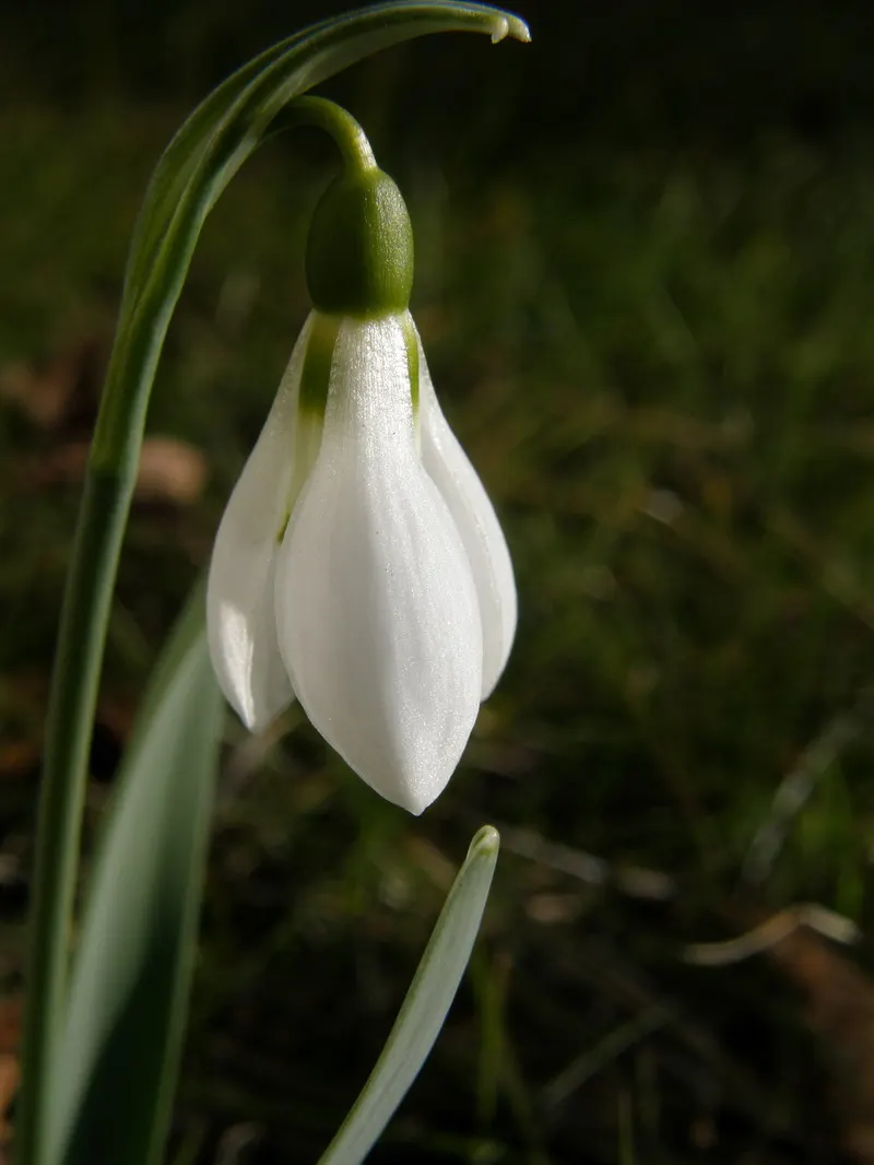 Snow Drop (Galanthus Nivalis) — while the inner trio are smaller
