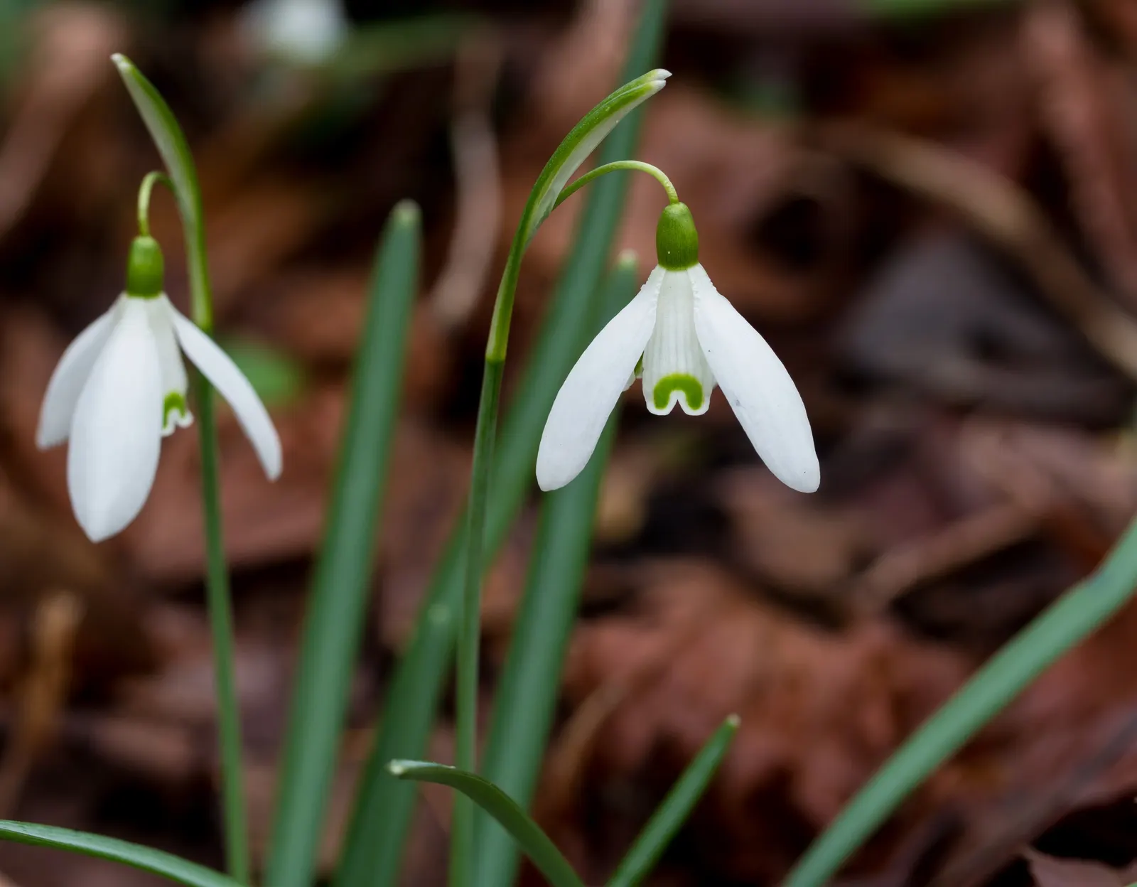 Snow Drop (Galanthus Nivalis) — nivalis consists of two or three basal leaves, narrow and grayish-green, stretching 3-5 inches in length; allowing the bulbs to