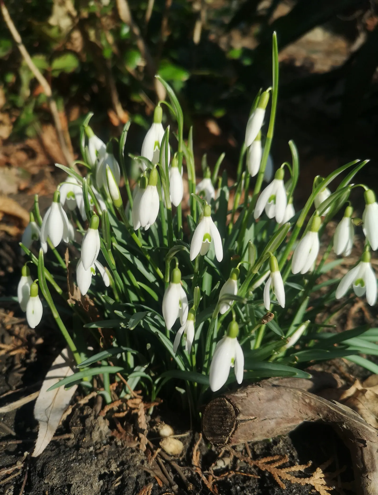 Snow Drop (Galanthus Nivalis) — often with distinctive green markings at their tips.<br><br>The foliage of G, image 38