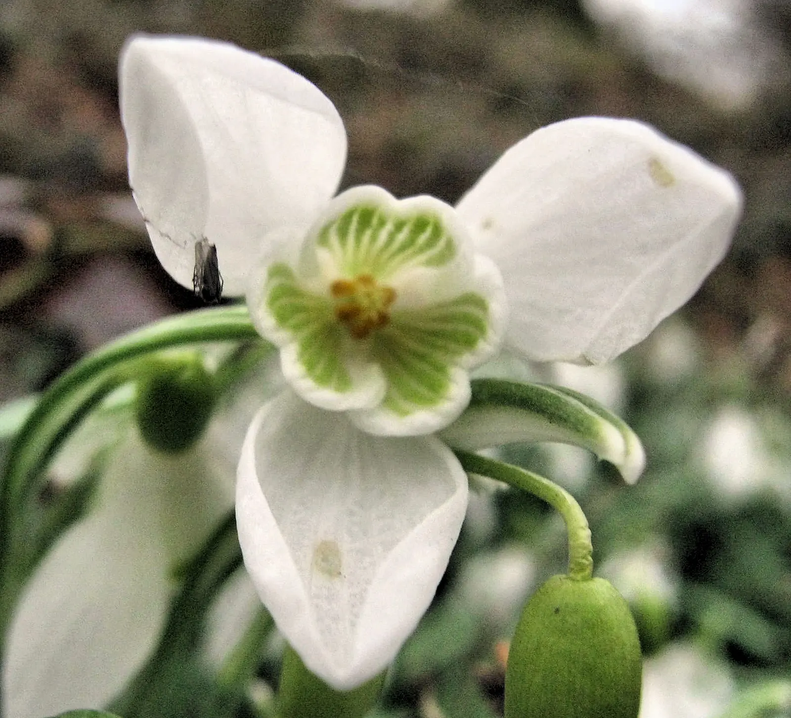Snow Drop (Galanthus Nivalis) — while the inner trio are smaller; hardy in zones 3-8, they provide a low-maintenance accent in woodland gardens and, image 137