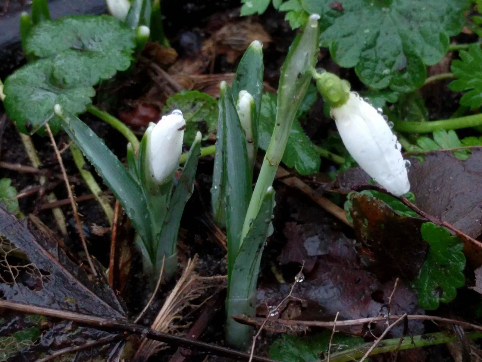 Snow Drop (Galanthus Nivalis) — Galanthus nivalis offers early-season nectar for pollinators; they are best planted in fall
