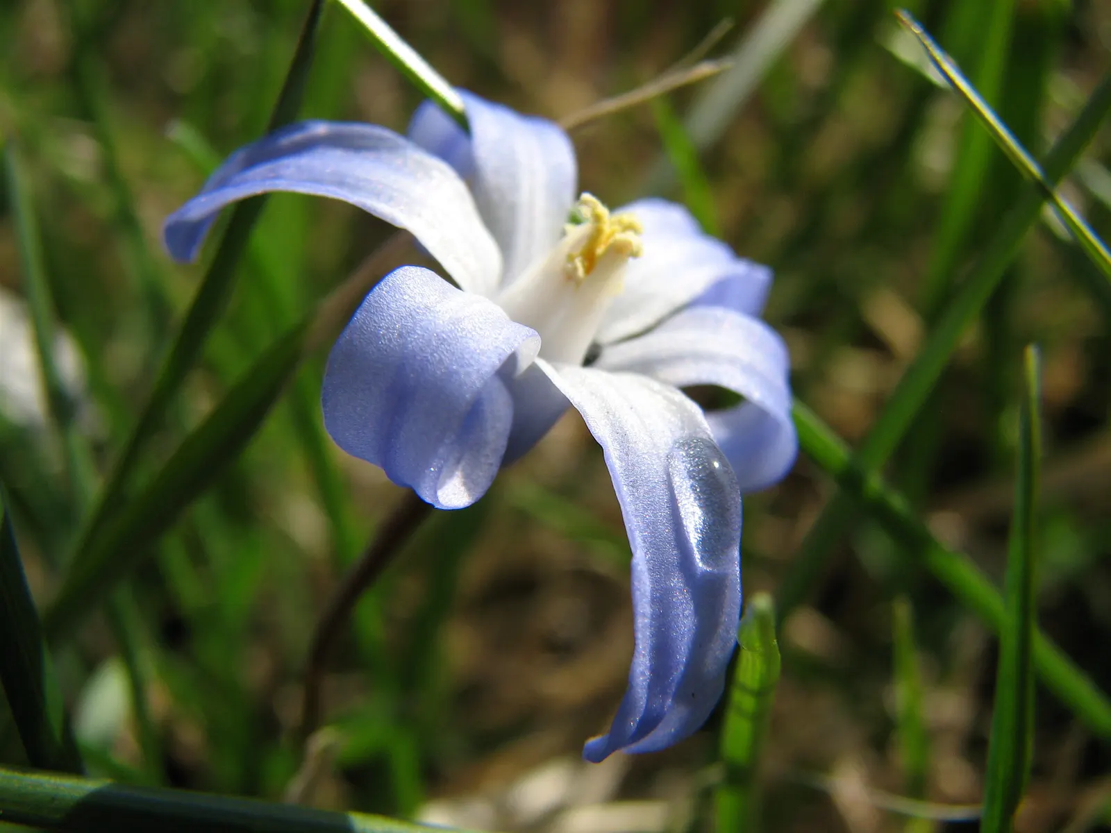 Snow Drop (Galanthus Nivalis) — The flower's charm is accentuated by its six tepals: the outer three are pure white; bulb with white blooms, image 86