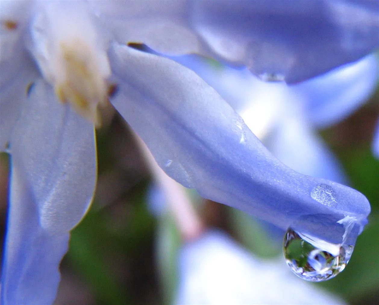 Snow Drop (Galanthus Nivalis) — Preferring partially shaded areas with moist soil, Snowdrops naturalize well, creating serene white carpets; scientifically