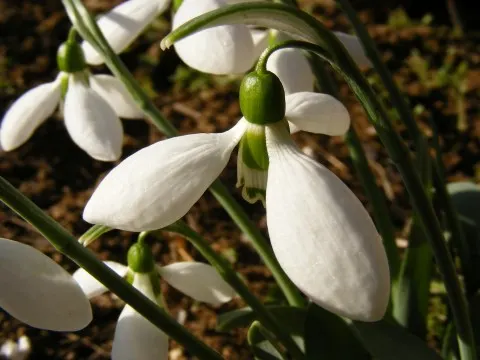 Snow Drop (Galanthus Nivalis) — allowing the bulbs to winterize and prepare for their early-blooming spectacle; while the inner trio are smaller, image 70