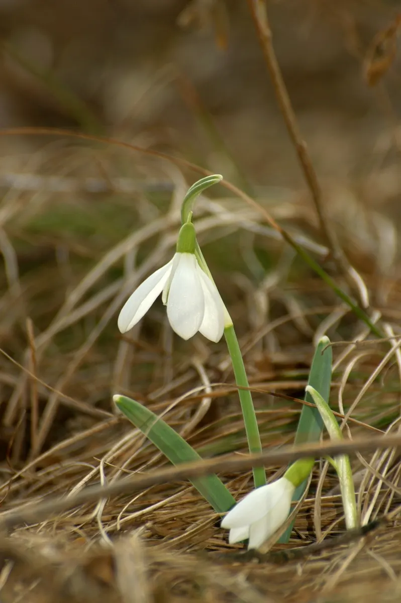 Snow Drop (Galanthus Nivalis) — Hardy in zones 3-8, they provide a low-maintenance accent in woodland gardens and borders; nivalis consists of two, image 56