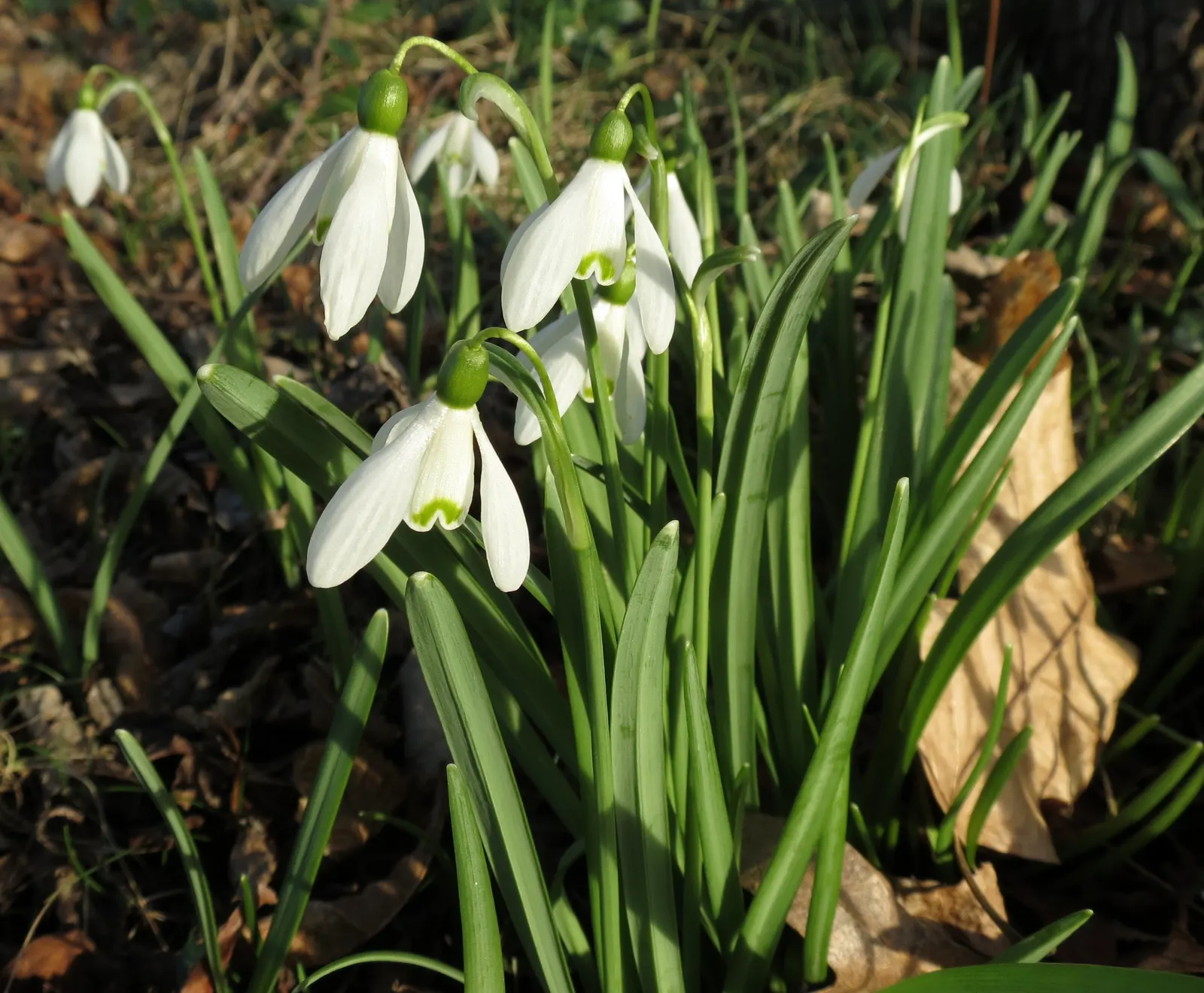 Snow Drop (Galanthus Nivalis) — Its slender, glaucous leaves emerge amidst cold weather, often through snow; bulb for full or half, image 129
