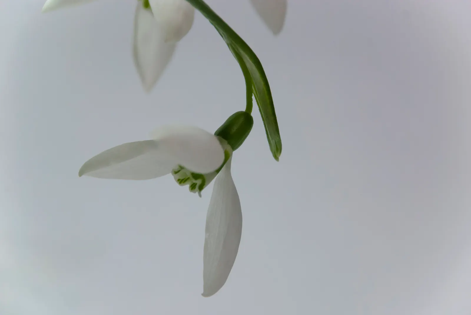 Snow Drop (Galanthus Nivalis) — humus-rich soils and thrive in partial to full shade; they are renowned for their distinctive nodding white flowers, image 66