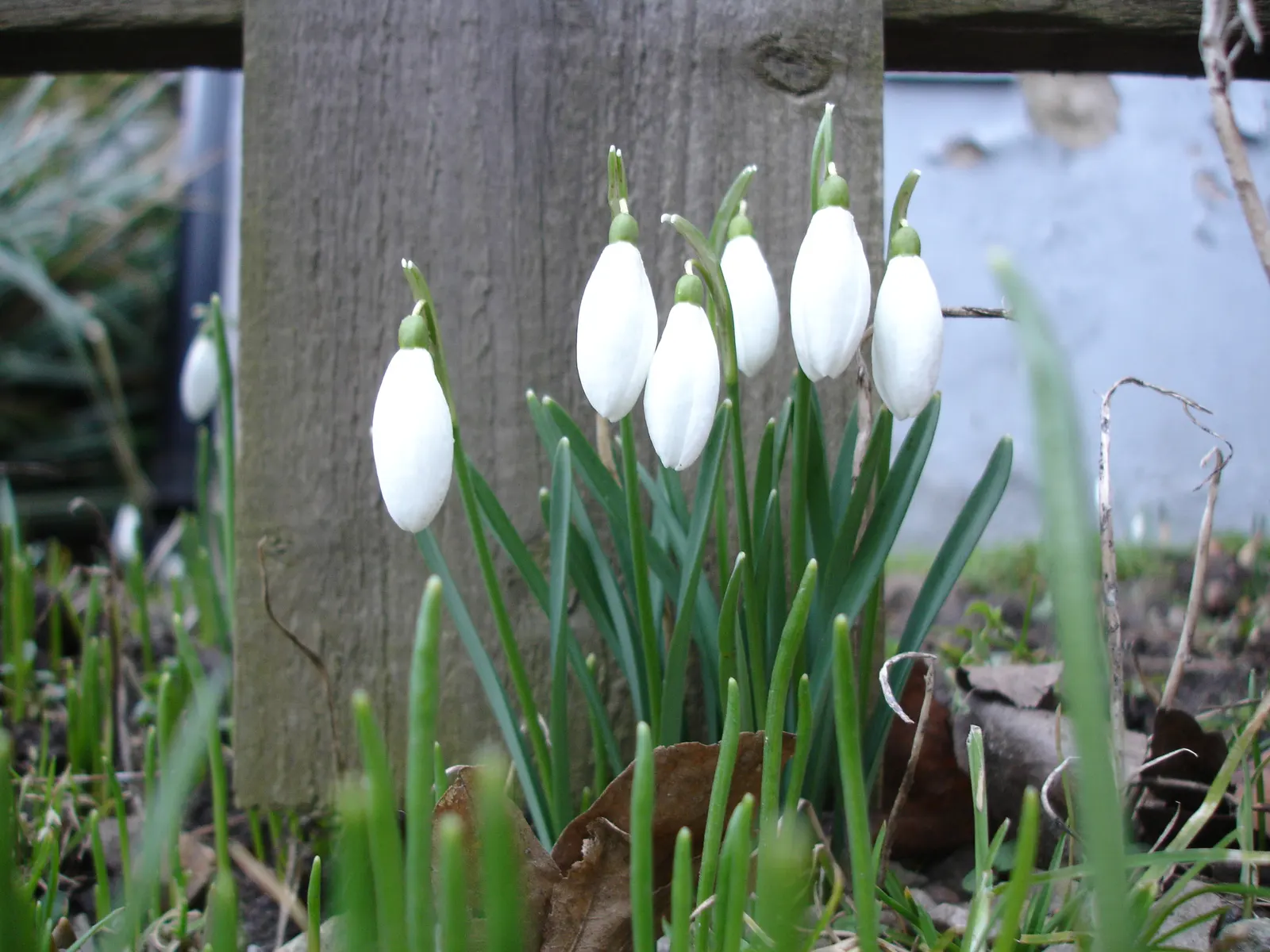 Snow Drop (Galanthus Nivalis) — often with distinctive green markings at their tips.<br><br>The foliage of G, image 113