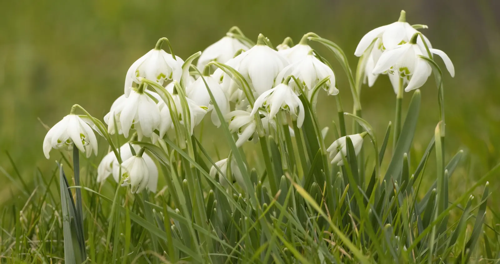 Snow Drop (Galanthus Nivalis) — bulbous plants native to Europe and Asia Minor; reaching 3-6 inches in height, each stem supports a solitary, image 83