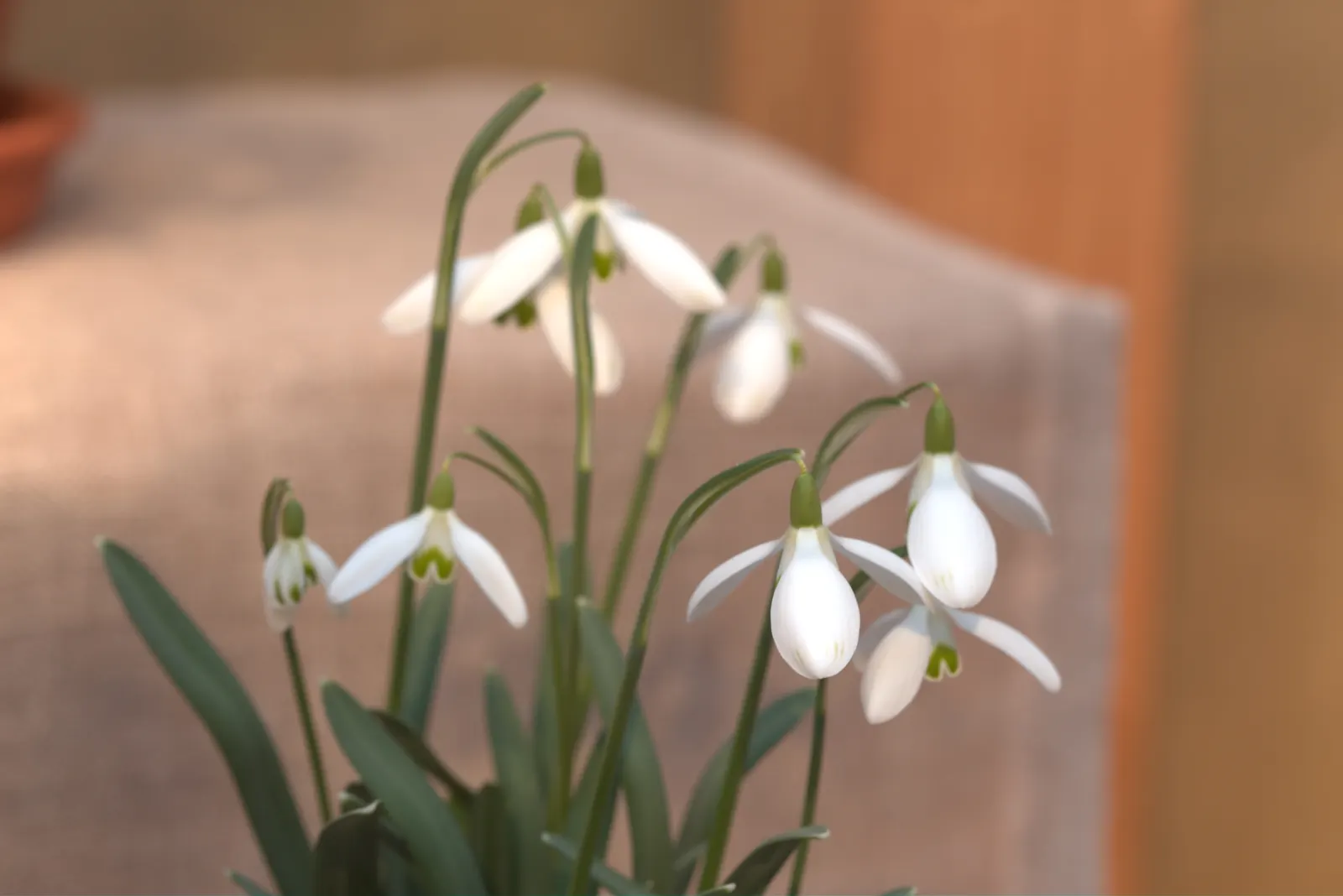 Snow Drop (Galanthus Nivalis) — They are best planted in fall; preferring partially shaded areas with moist soil, Snowdrops naturalize well, image 119