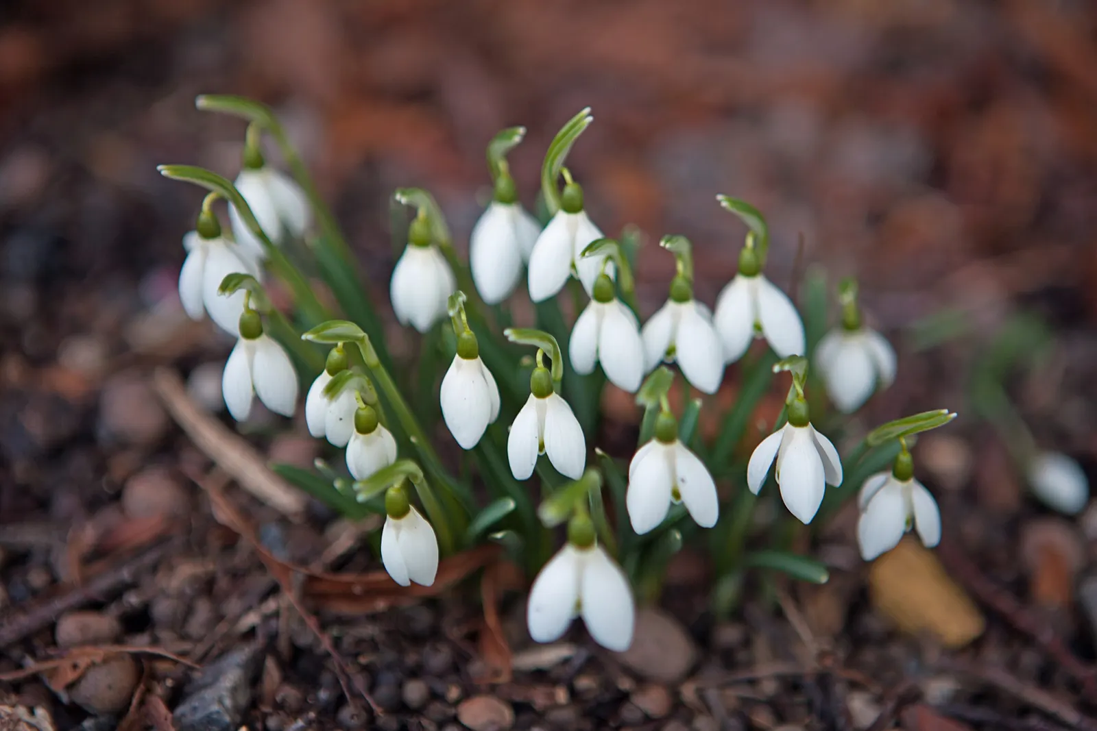 Snow Drop (Galanthus Nivalis) — making them ideal for woodland gardens or naturalized areas; humus-rich soils and thrive in partial to full shade, image 117