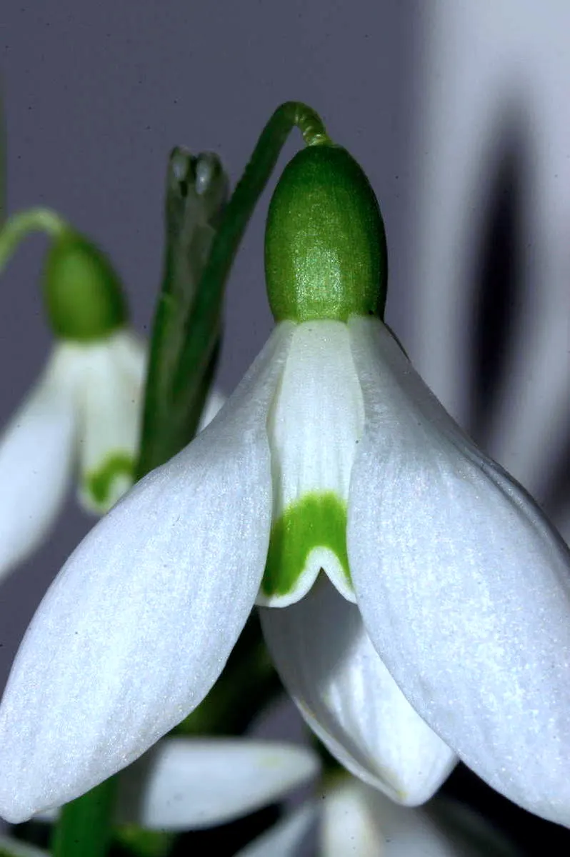 Snow Drop (Galanthus Nivalis) — They are best planted in fall; preferring partially shaded areas with moist soil, Snowdrops naturalize well, creating serene
