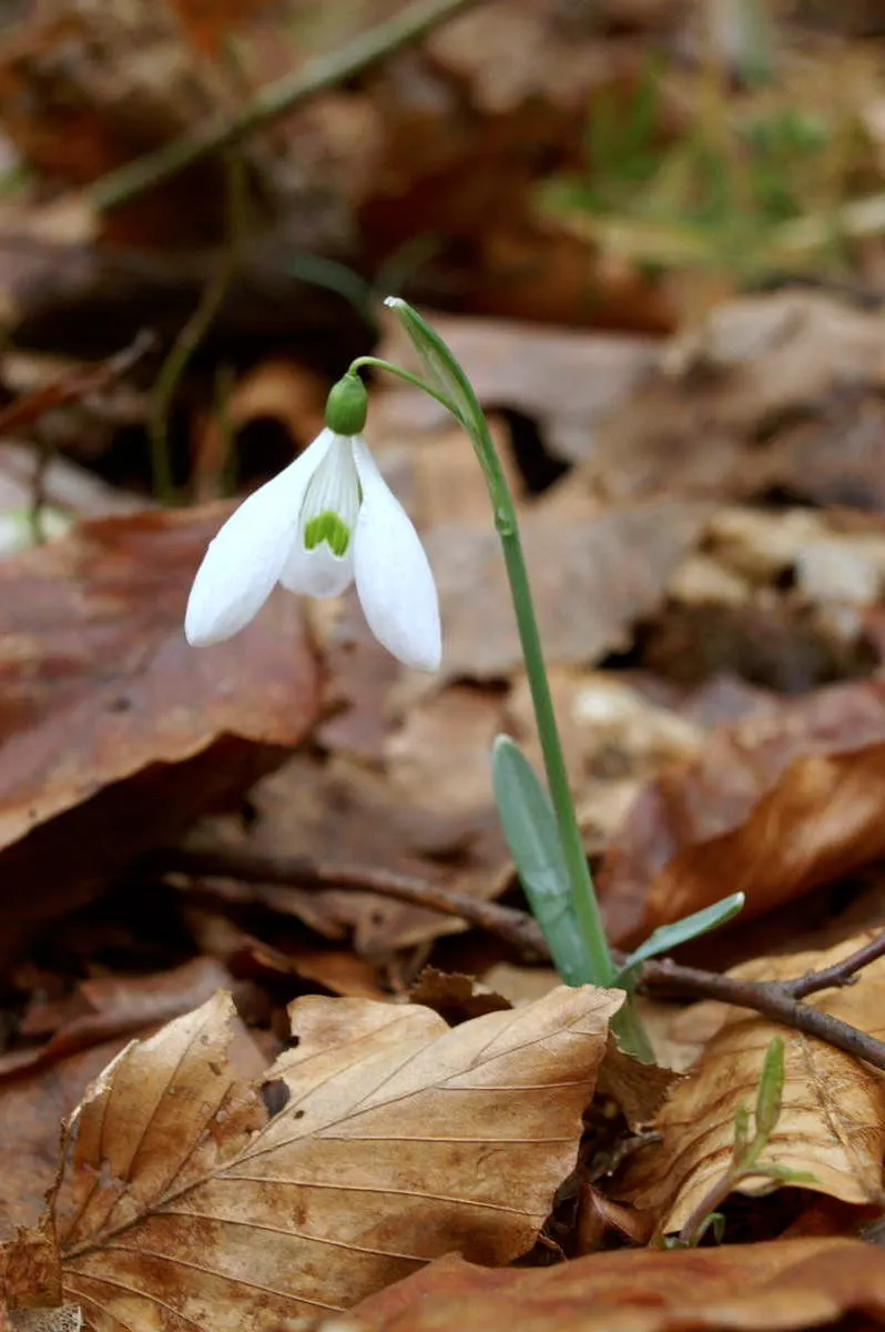 Snow Drop (Galanthus Nivalis) — Hardy in zones 3-8, they provide a low-maintenance accent in woodland gardens and borders; nivalis consists of two or three