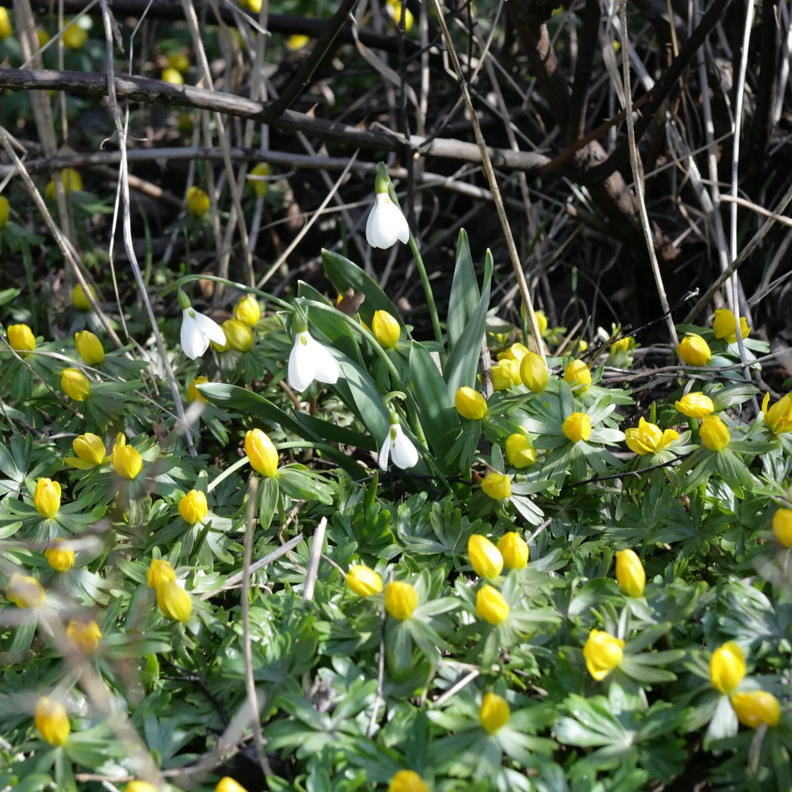 Snow Drop (Galanthus Nivalis) — white flowers in the garden
