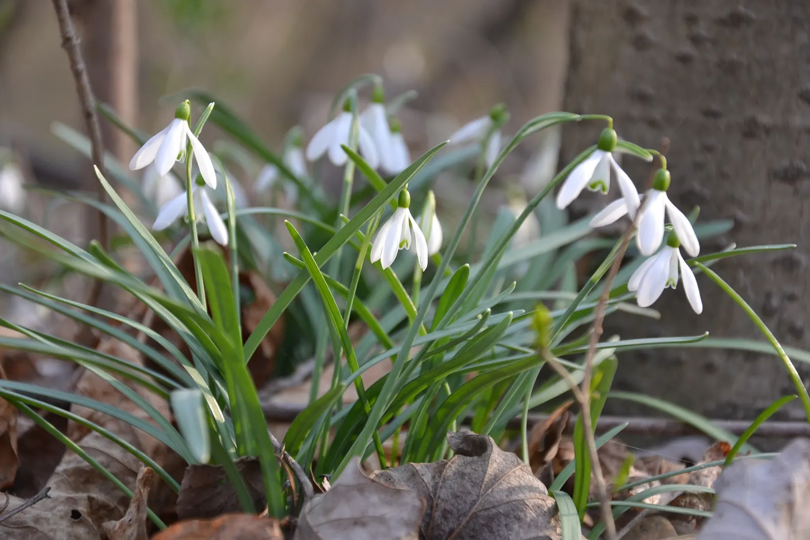 Snow Drop (Galanthus Nivalis) — bulb with white blooms; snowdrops prefer well-drained, image 99