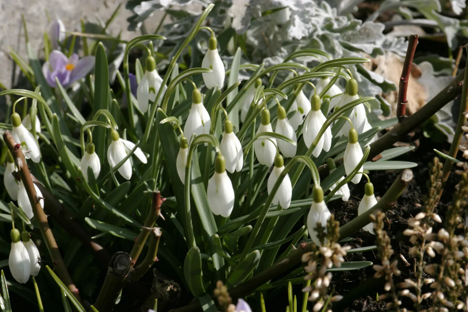 Snow Drop (Galanthus Nivalis) — bulb for full or half
