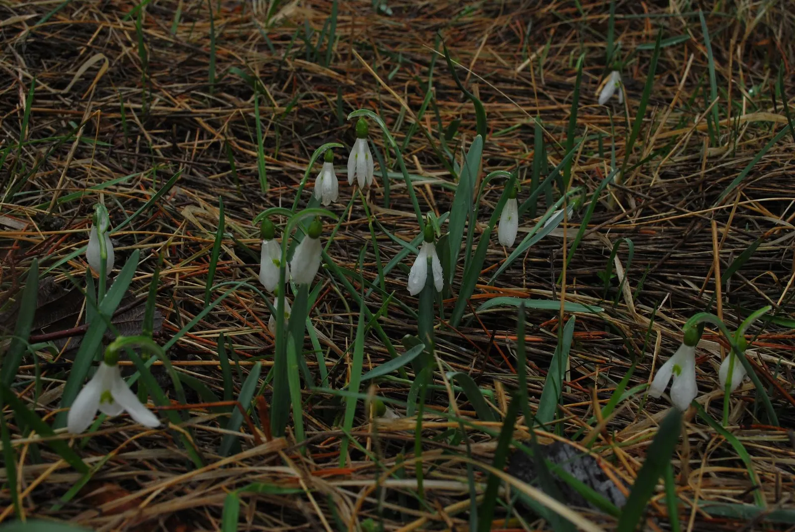 Snow Drop (Galanthus Nivalis) — As a cold-hardy plant, they can tolerate temperatures down to USDA Hardiness Zones 3-7; white flowers in the garden, image 93