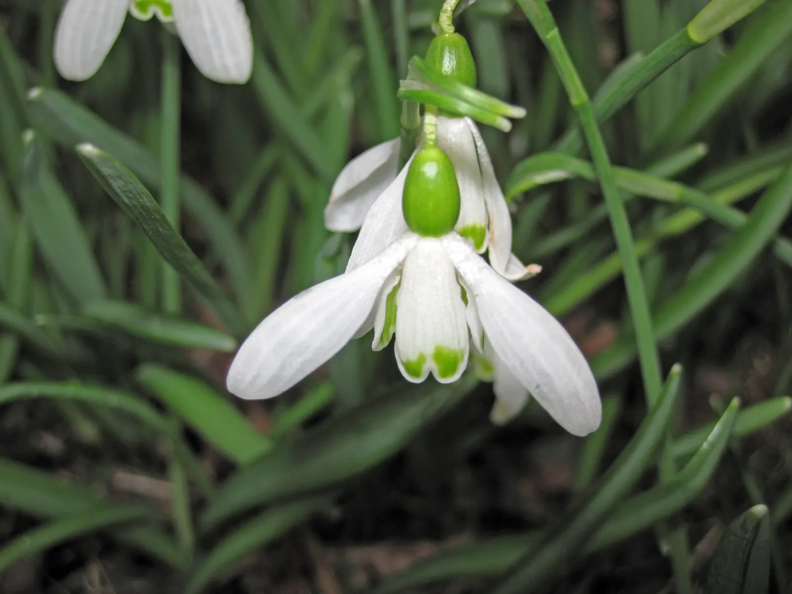 Snow Drop (Galanthus Nivalis) — They are best planted in fall; preferring partially shaded areas with moist soil, Snowdrops naturalize well, image 69