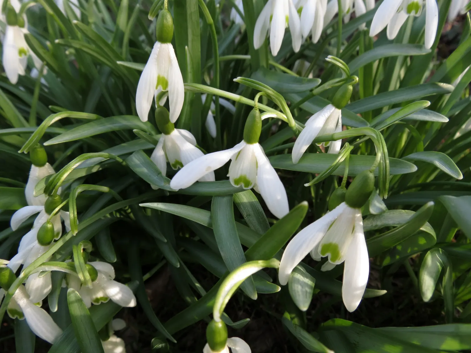 Snow Drop (Galanthus Nivalis) — bulbous plants native to Europe and Asia Minor; reaching 3-6 inches in height, each stem supports a solitary, image 108