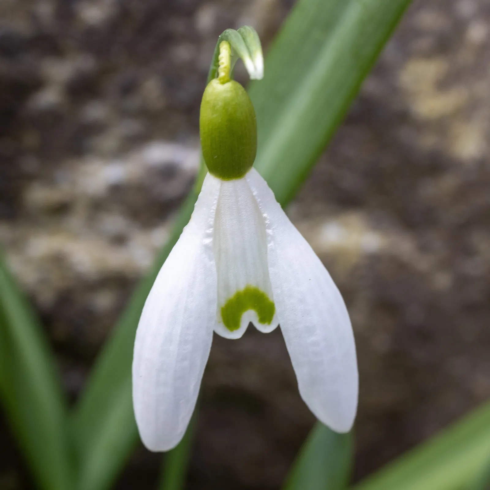 Snow Drop (Galanthus Nivalis) — heralding spring with delicate white; the flower's charm is accentuated by its six tepals: the outer three are pure, image 77