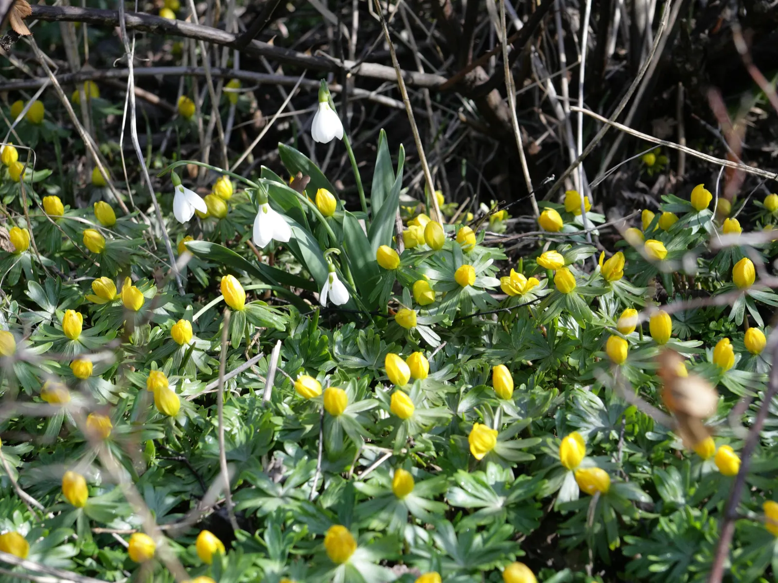 Snow Drop (Galanthus Nivalis) — bulbous plants native to Europe and Asia Minor; reaching 3-6 inches in height, each stem supports a solitary drooping bloom