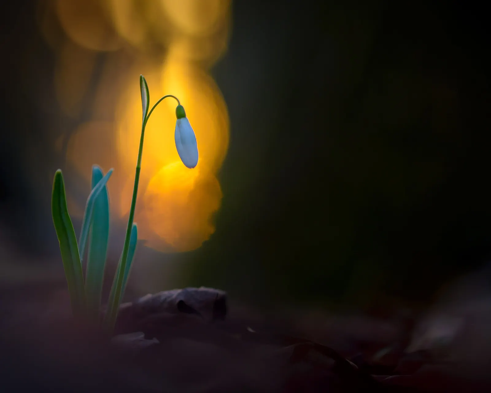 Snow Drop (Galanthus Nivalis) — Preferring partially shaded areas with moist soil, Snowdrops naturalize well, creating serene white carpets, image 105