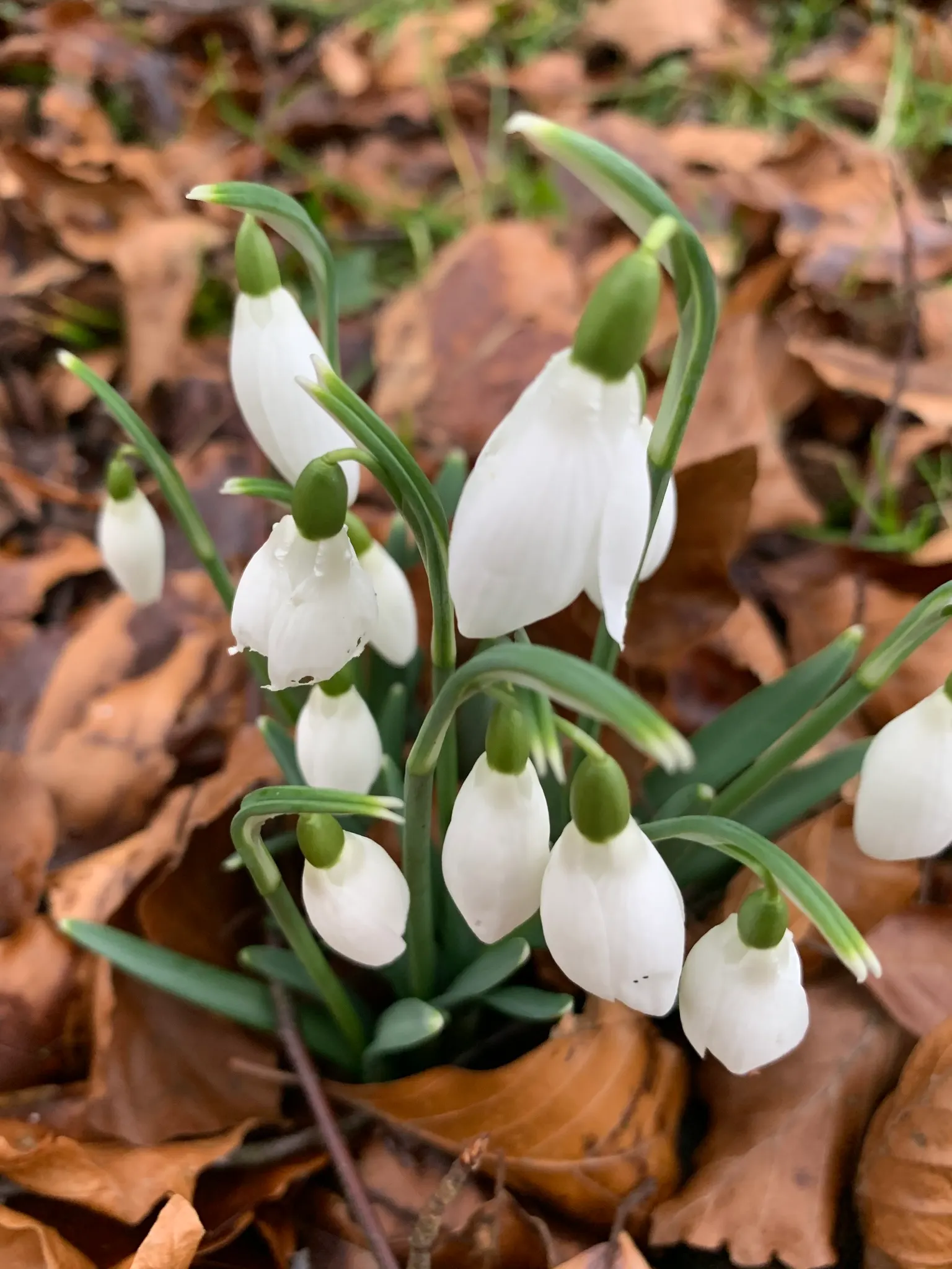 Snow Drop (Galanthus Nivalis) — They are renowned for their distinctive nodding white flowers that are a harbinger of spring; each bulb produces a, image 134