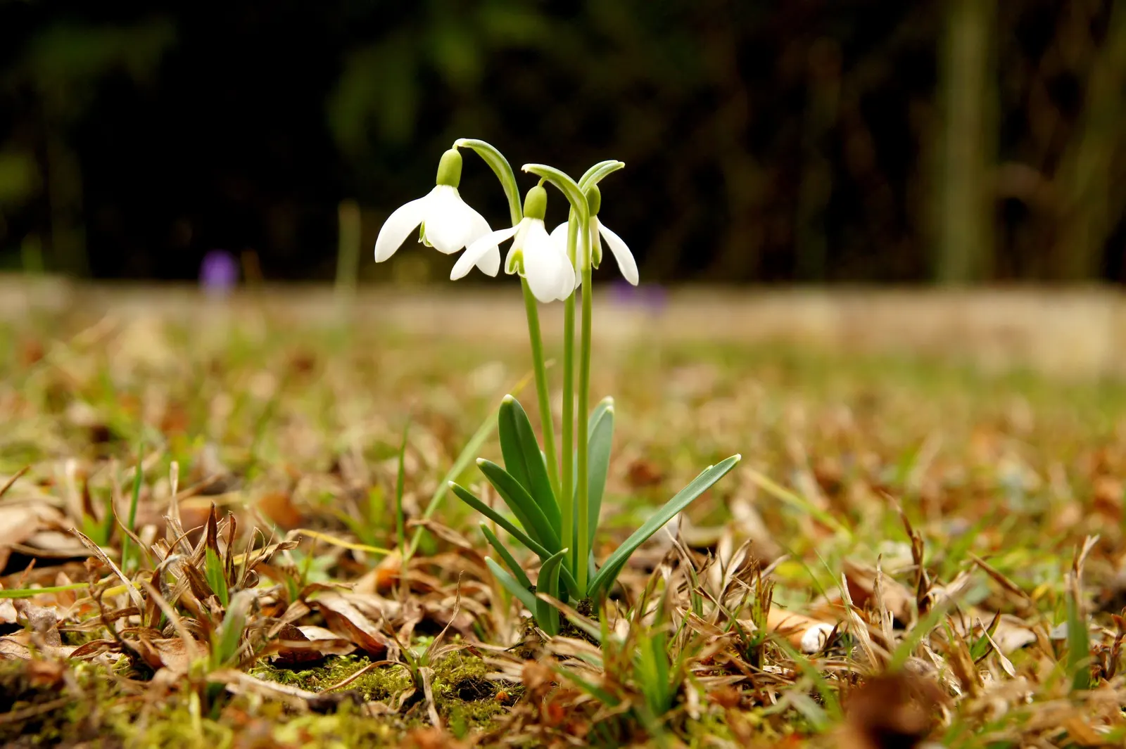 Snow Drop (Galanthus Nivalis) — bulb with white blooms; snowdrops prefer well-drained, image 74