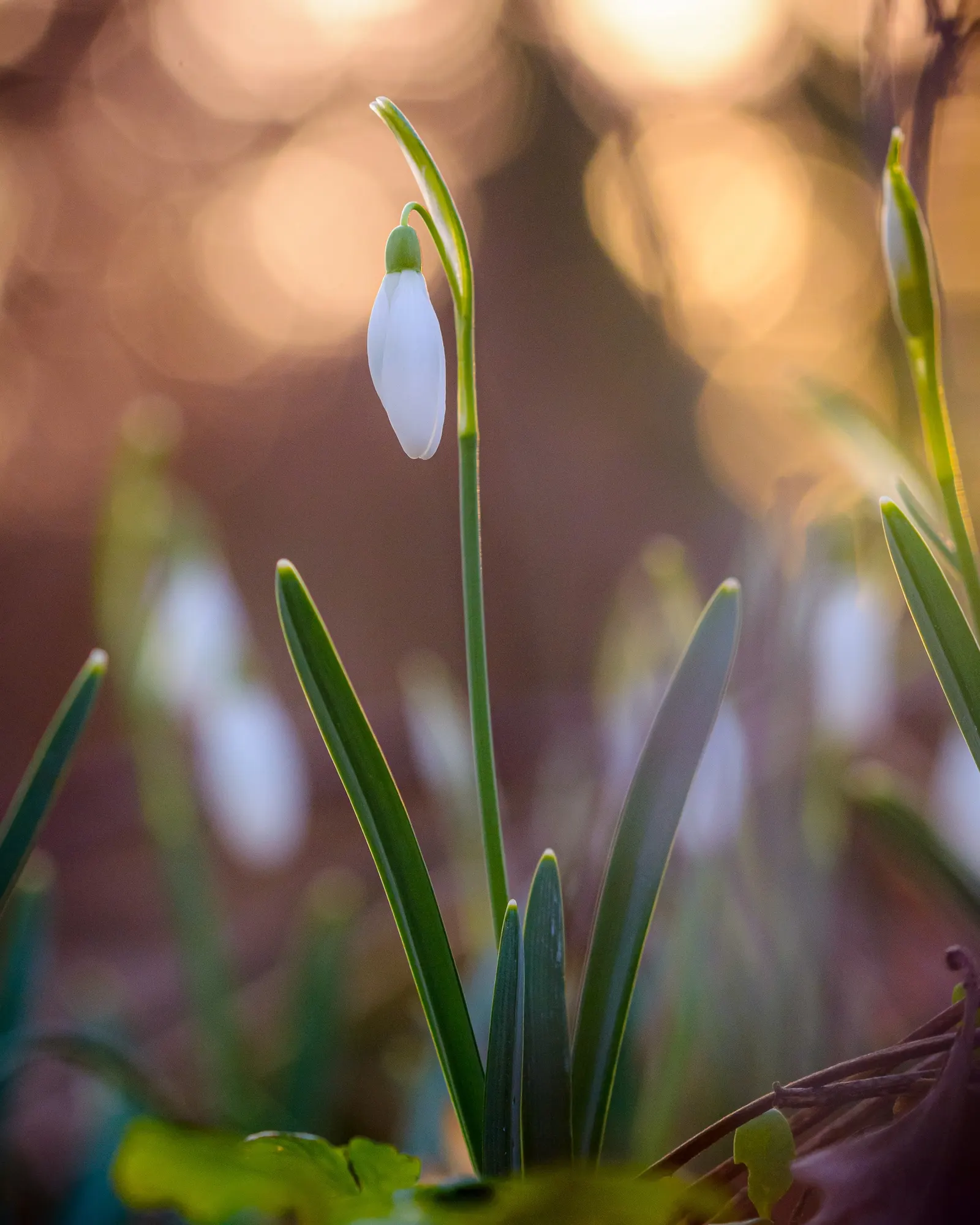 Snow Drop (Galanthus Nivalis) — bulbous plants native to Europe and Asia Minor; reaching 3-6 inches in height, each stem supports a solitary, image 133